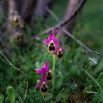 Rethymno: Flower Adventure - The Sum Up: A Natural Retreat for Curious Travelers