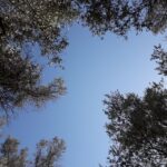 Rethymno: Olive Oil Tasting with Cretan Food Pairing - An In-Depth Look at the Olive Oil Tasting Experience
