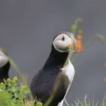 Reykjavik: 1-Hour Puffin Watching Tour - Who Should Consider This Tour?