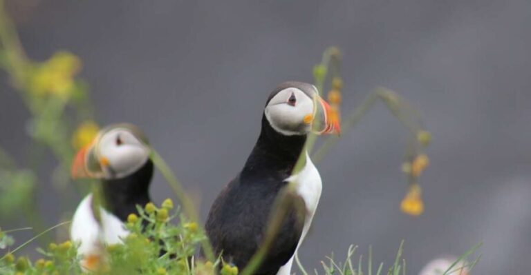 Reykjavik: 1-Hour Puffin Watching Tour - Who Should Consider This Tour?