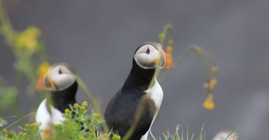 Reykjavik: 1-Hour Puffin Watching Tour - Who Should Consider This Tour?