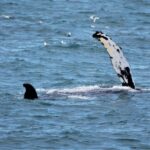 Reykjavik: 9pm Whale Watching Cruise in the Arctic Sun - Who Will Love This Tour?
