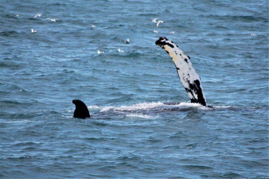 Reykjavik: 9pm Whale Watching Cruise in the Arctic Sun - Who Will Love This Tour?