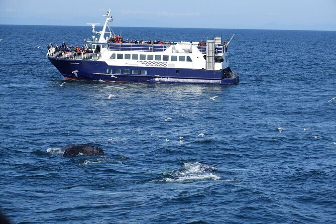 Reykjavík Bay Arctic Rose Whale Watching Excursion - The Comfort of the Vessel & Guided Expertise