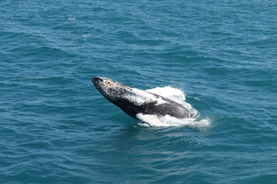Reykjavik: Best Value Whale Watching Boat Tour - A Closer Look at the Whale Watching Experience