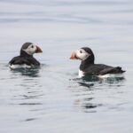 Reykjavik Premium Puffin tour | Close Up and Personal - The Sum Up