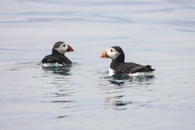 Reykjavik Premium Puffin tour | Close Up and Personal - The Sum Up