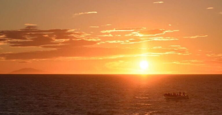 Reykjavik: Premium Whale and Puffin Watching Evening Tour - The Sum Up