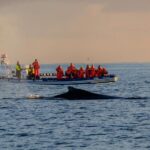 Reykjavik: Premium Whale Watching with Flexible Ticket - Exploring the Details: What You Can Expect on This Whale Watching Tour