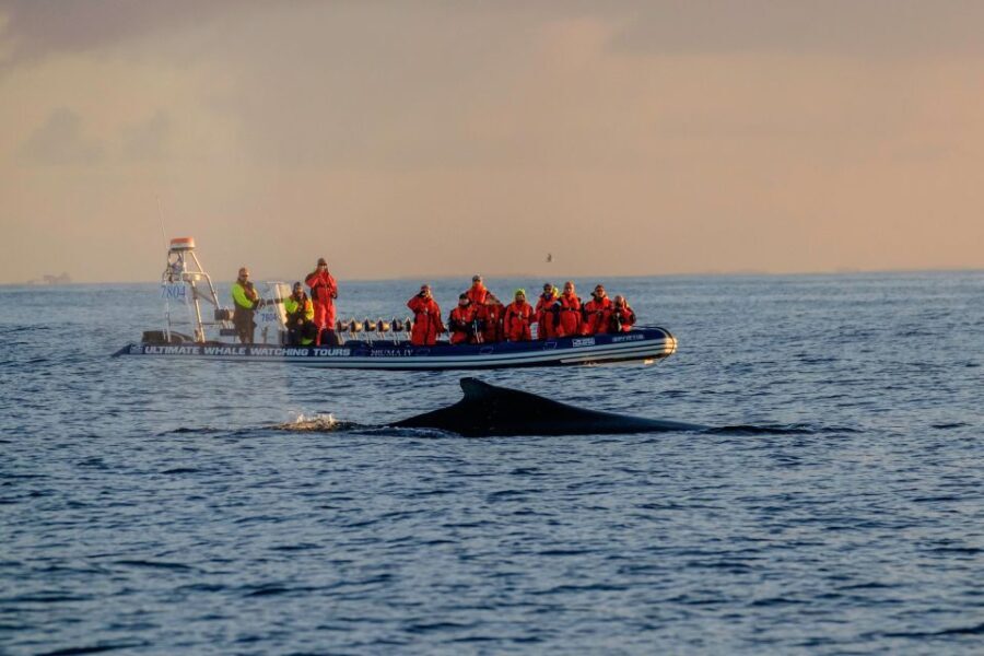 Reykjavik: Premium Whale Watching with Flexible Ticket - Exploring the Details: What You Can Expect on This Whale Watching Tour