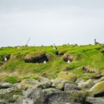 Reykjavik: Puffin Watching Boat Tour - An In-Depth Look at the Puffin-Watching Experience