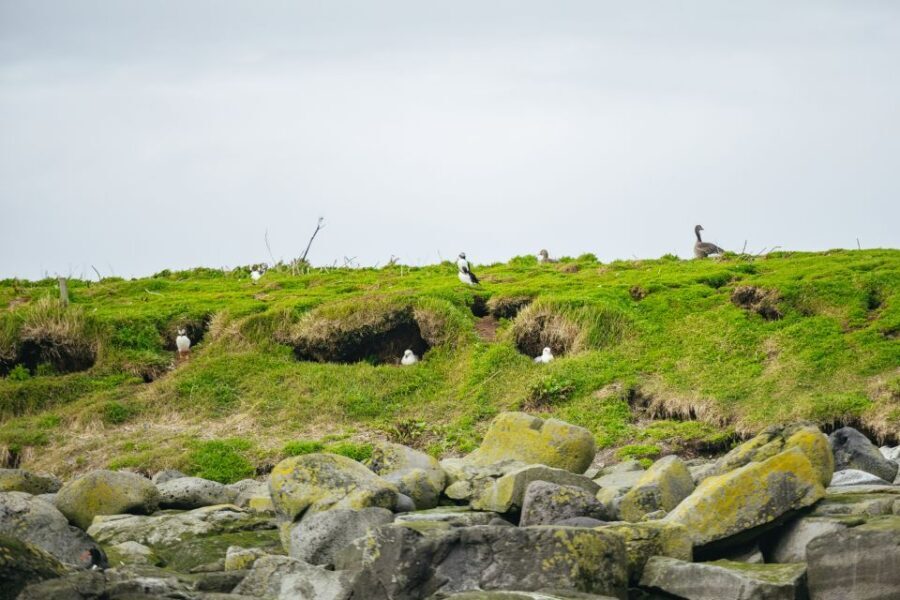 Reykjavik: Puffin Watching Boat Tour - An In-Depth Look at the Puffin-Watching Experience