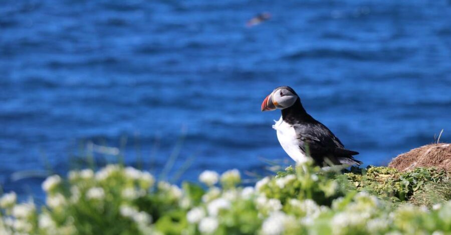 Reykjavik: Puffin Watching Tour - Who Is This Tour Best For?