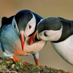 Reykjavik Shore Excursion: Puffin Sightseeing Cruise - Practical Details and Tips