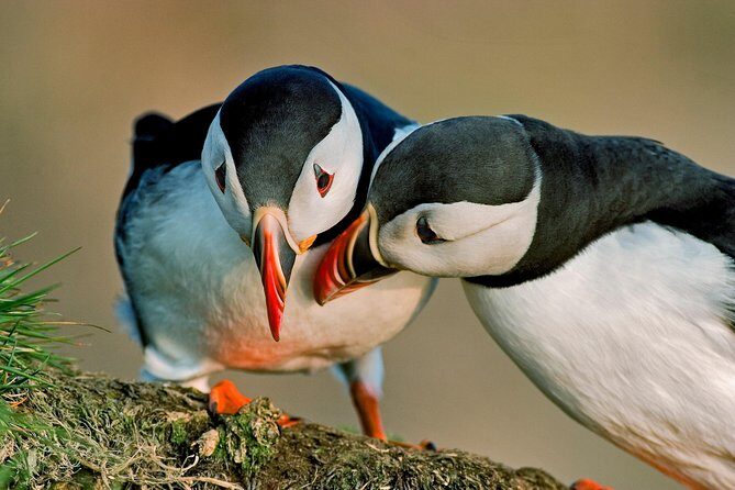 Reykjavik Shore Excursion: Puffin Sightseeing Cruise - Practical Details and Tips