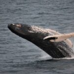 Reykjavik Shore Excursion: Whale-Watching Cruise - The Sum Up