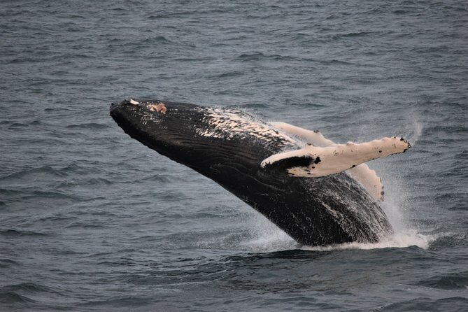 Reykjavik Shore Excursion: Whale-Watching Cruise - The Sum Up
