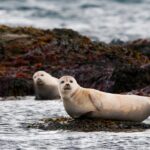 Reykjavik: Small-Group Snæfellsnes Day Trip - Who Should Consider This Tour?