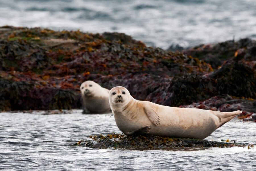 Reykjavik: Small-Group Snæfellsnes Day Trip - Who Should Consider This Tour?