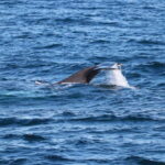 Reykjavik: Snæfellsnes Peninsula & Whale Watching Tour - The Whale-Watching Adventure