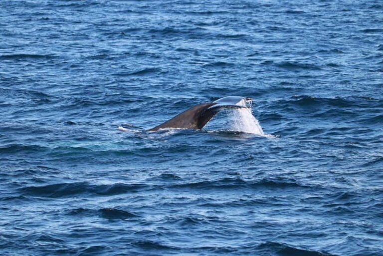 Reykjavik: Snæfellsnes Peninsula & Whale Watching Tour - The Whale-Watching Adventure