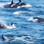 Reykjavik: the Original 3-Hour Whale Watching Tour - The Cruise Into Faxaflói Bay