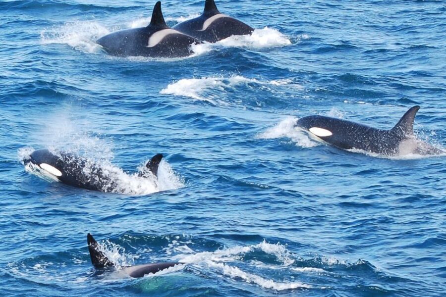 Reykjavik: the Original 3-Hour Whale Watching Tour - The Cruise Into Faxaflói Bay