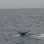 Reykjavik: Whale Watching and Dolphin Watching Yacht Cruise - How Does It Compare in Value?