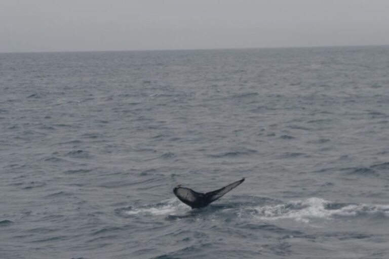 Reykjavik: Whale Watching and Dolphin Watching Yacht Cruise - How Does It Compare in Value?