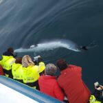 Reykjavík: Whale Watching and Food Lovers Combo - Who Should Consider This Tour?