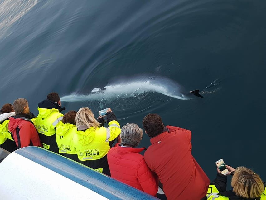 Reykjavík: Whale Watching and Food Lovers Combo - Who Should Consider This Tour?