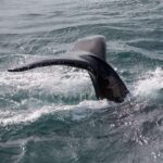Reykjavik: Whale Watching and Puffin Excursion - Who Should Consider This Tour?