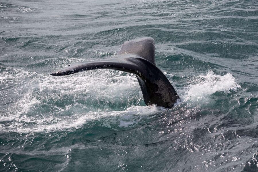 Reykjavik: Whale Watching and Puffin Excursion - Who Should Consider This Tour?