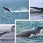 Reykjavík: Whale Watching Cruise and FlyOver Combo Ticket - In-Depth Review