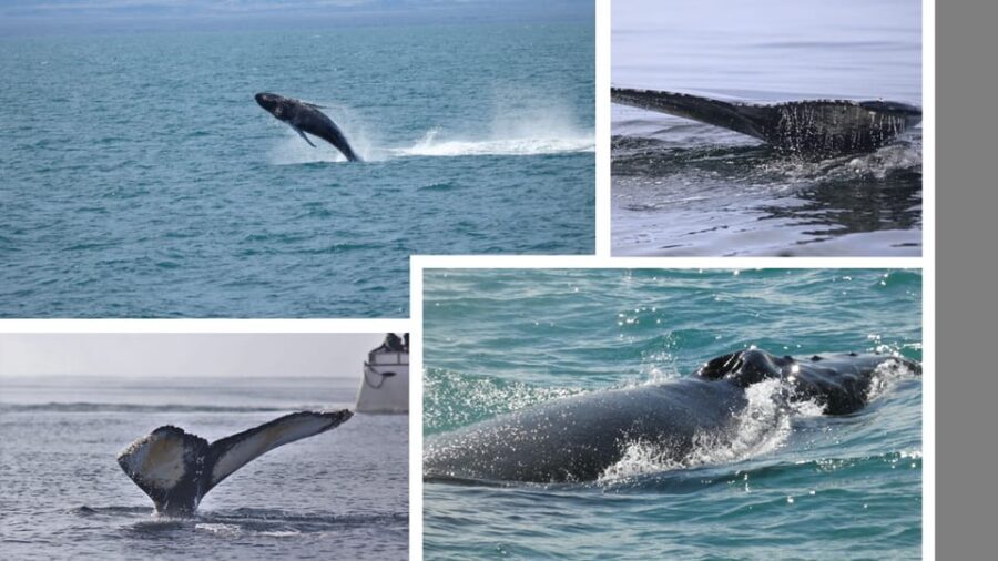 Reykjavík: Whale Watching Cruise and FlyOver Combo Ticket - In-Depth Review