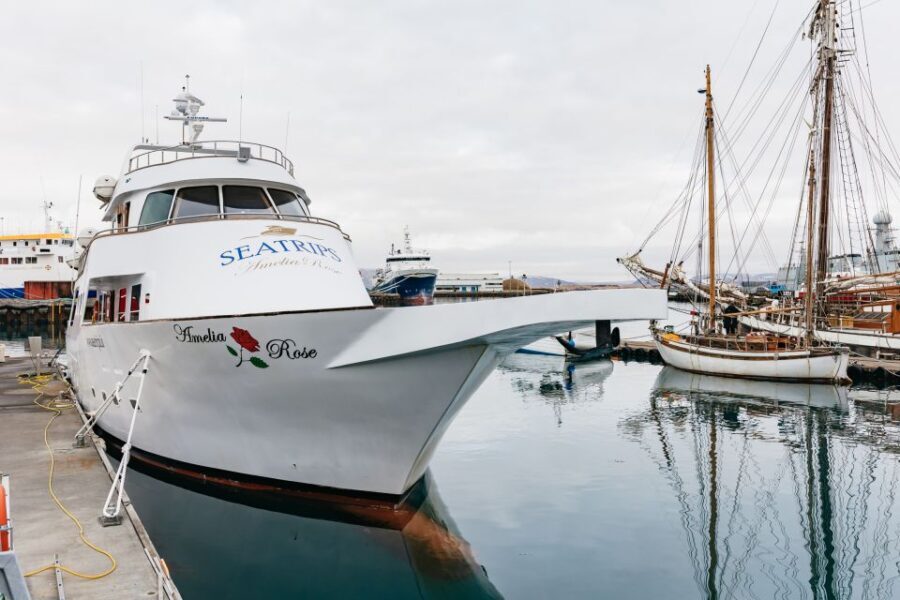 Reykjavík: Whale Watching Cruise on the Amelia Rose Yacht - An In-Depth Look at the Whale Watching Tour in Reykjavik