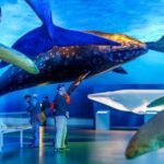 Reykjavik: Whale Watching Excursion & Whale Exhibition - A Deep Look at the Reykjavik Whale Watching & Exhibition Tour