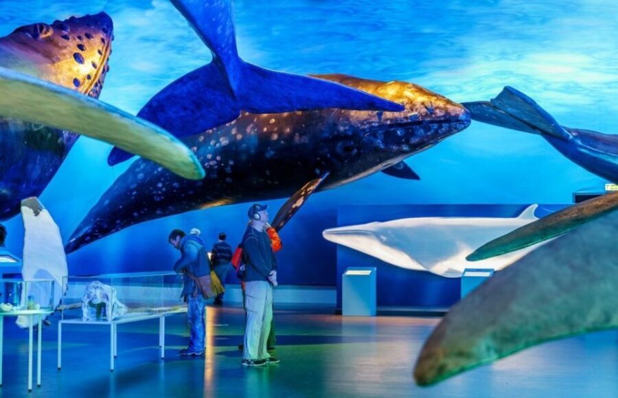 Reykjavik: Whale Watching Excursion & Whale Exhibition - A Deep Look at the Reykjavik Whale Watching & Exhibition Tour