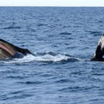 Reykjavik: Whale Watching Express - A Closer Look at the Whale Watching Express