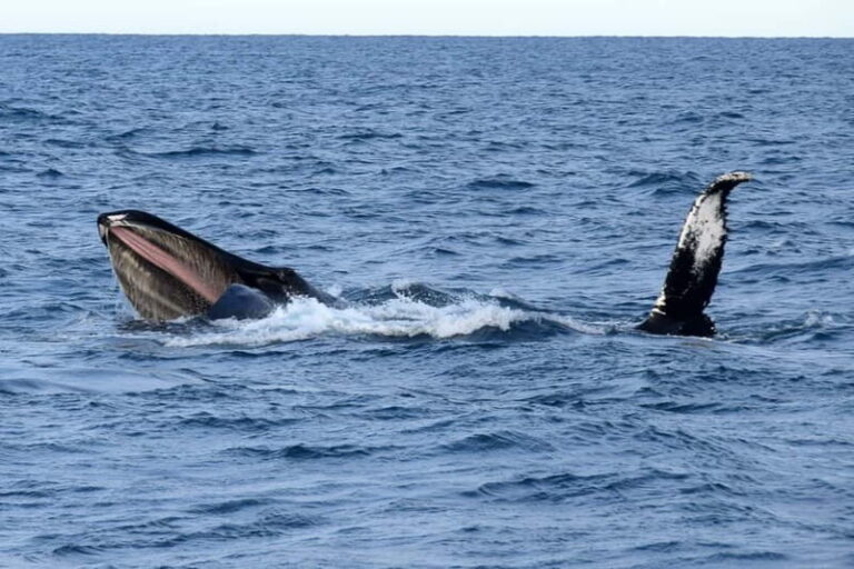 Reykjavik: Whale Watching Express - A Closer Look at the Whale Watching Express