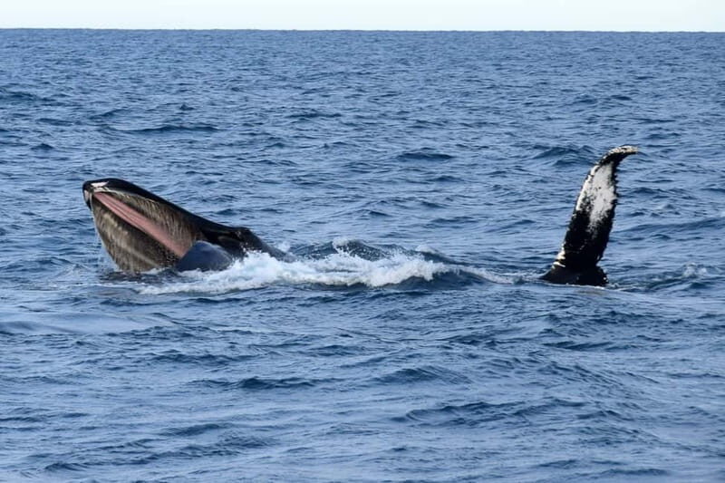 Reykjavik: Whale Watching Express - A Closer Look at the Whale Watching Express