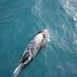 Reykjavik: Whale Watching in Faxaflói Bay & Live Lava Show - Final Thoughts