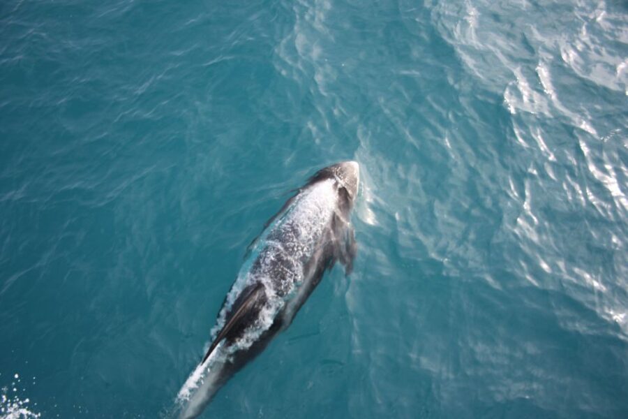 Reykjavik: Whale Watching in Faxaflói Bay & Live Lava Show - Final Thoughts