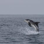 Reykjavik: Whale Watching & Lava Show - Final Words