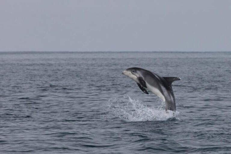 Reykjavik: Whale Watching & Lava Show - Final Words