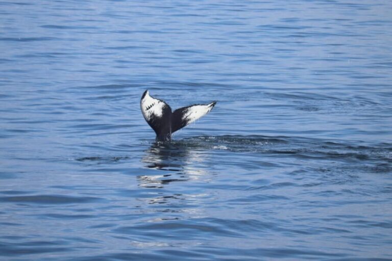 Reykjavik: Whale Watching Morning Expedition - Who Should Consider This Tour?