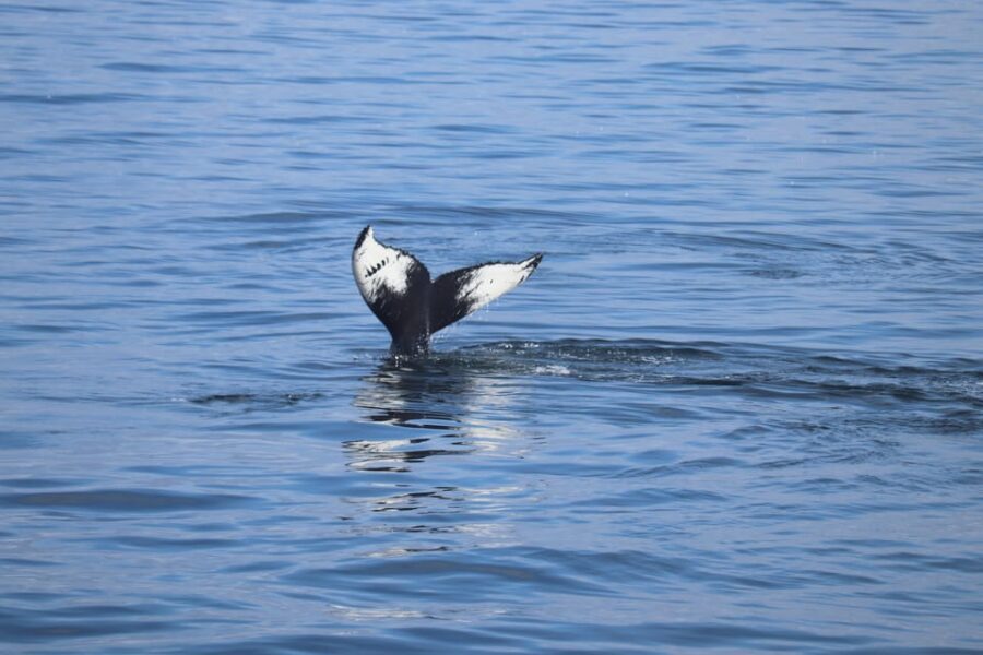 Reykjavik: Whale Watching Morning Expedition - Who Should Consider This Tour?