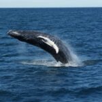 Reykjavik: Whale Watching & Northern Lights Combo Cruise - What Makes it a Good Value