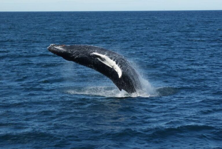 Reykjavik: Whale Watching & Northern Lights Combo Cruise - What Makes it a Good Value