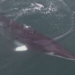 Reykjavik: Whale Watching Tour by RIB Boat - An In-Depth Look at the Reykjavik Whale Watching RIB Tour